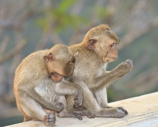 Close up macaque monkey in sunset — Stock Photo, Image