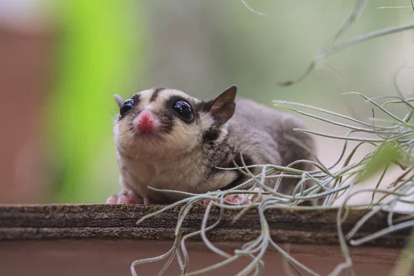 Liten possum eller socker segelflygplan Royaltyfria Stockbilder