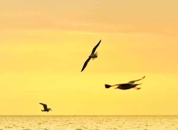 Ptáků, kteří létali v západu slunce — Stock fotografie