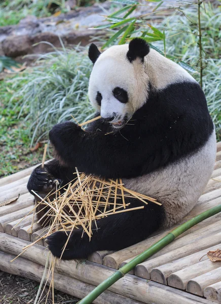 팬더는 대나무를 먹는 즐긴다 스톡 사진