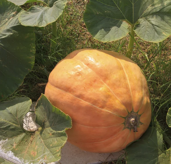 Citrouilles multicolores — Photo