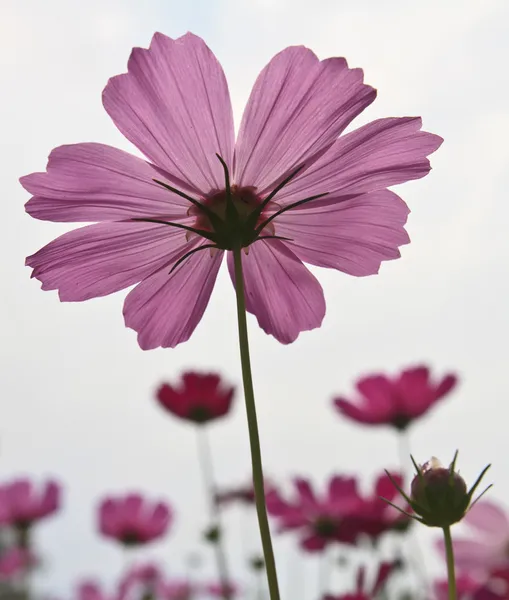 Hermosa flor Cosmos Floral —  Fotos de Stock