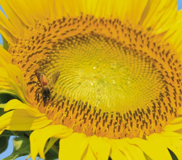 Sunflower field — Stock Photo, Image