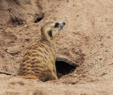 Genç meerkat