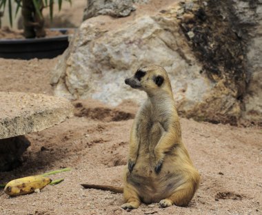 Genç meerkat