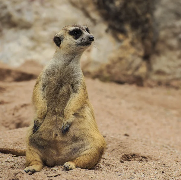 Giovane suricato — Foto Stock