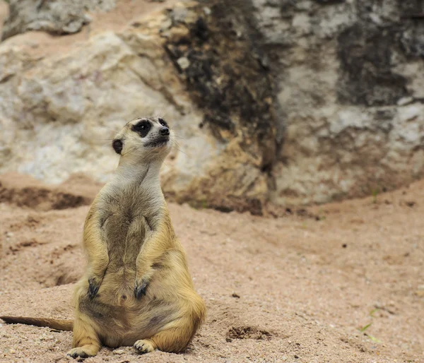 Jonge meerkat — Stockfoto