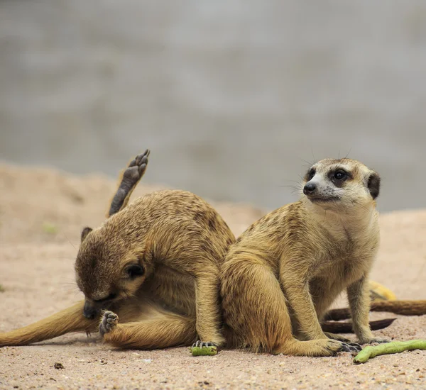 Young Meerkat — Stock Photo, Image