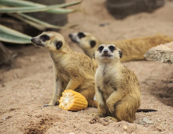 Genç meerkat — Stok fotoğraf