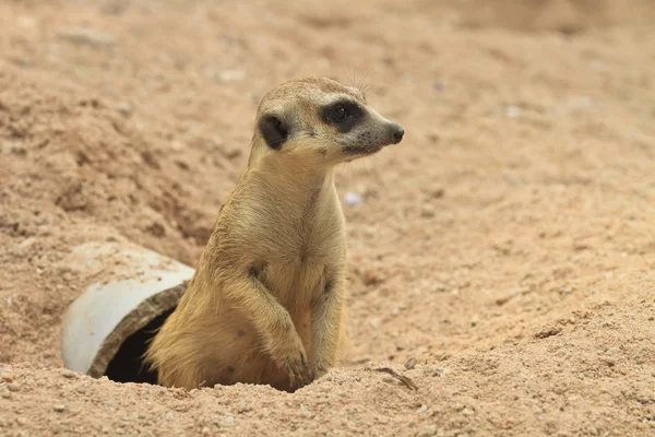 Genç meerkat — Stok fotoğraf