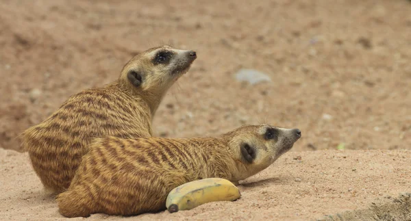 Genç meerkat — Stok fotoğraf