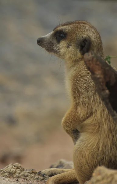 Giovane suricato — Foto Stock