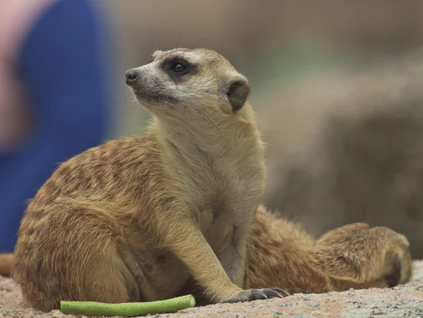 Νέοι meerkat — Φωτογραφία Αρχείου
