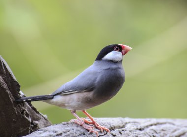 Java serçesi (Lonchura oryzivora) kuş