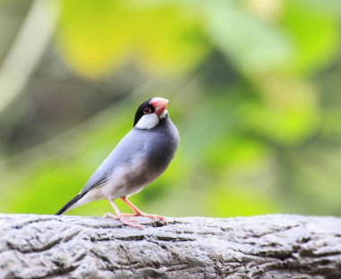 Java serçesi (Lonchura oryzivora) kuş