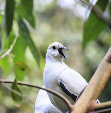 Alaca imparatorluk güvercin kuşu