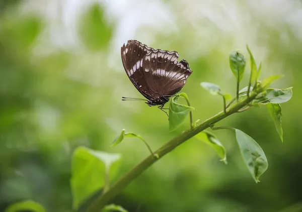Schmetterling hockt auf einem Blatt — Stockfoto