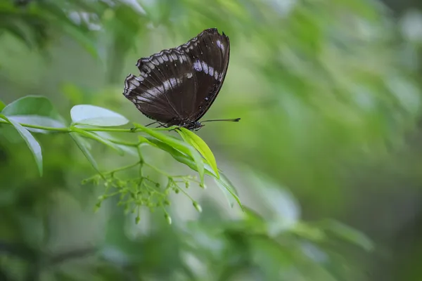 나뭇잎 위에 앉아 있는 나비 — 스톡 사진