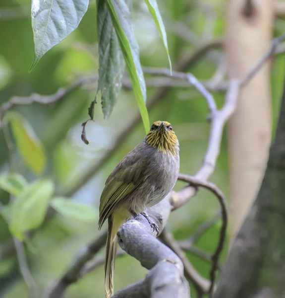 ヒヨドリの黄色戴冠鳥 — ストック写真