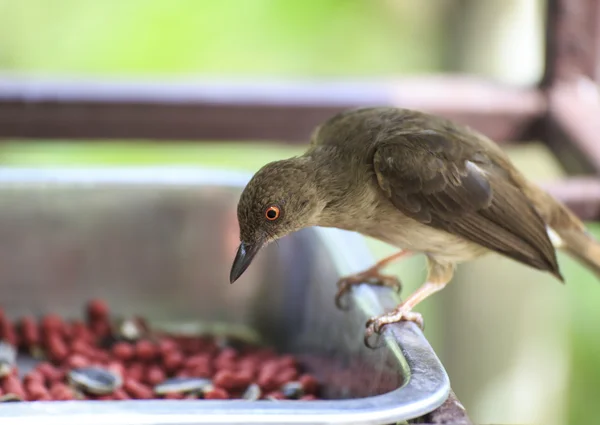 Uccello della Thailandia — Foto Stock