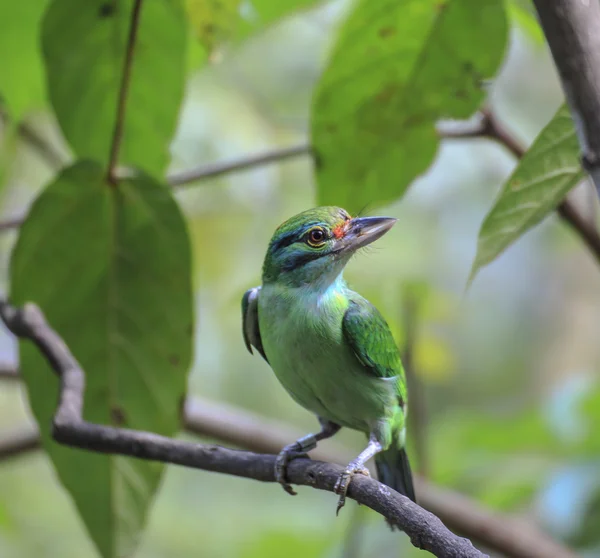 素晴らしいゴシキドリ鳥 — ストック写真
