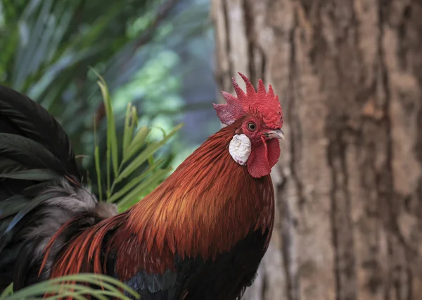 Hermoso gallo —  Fotos de Stock