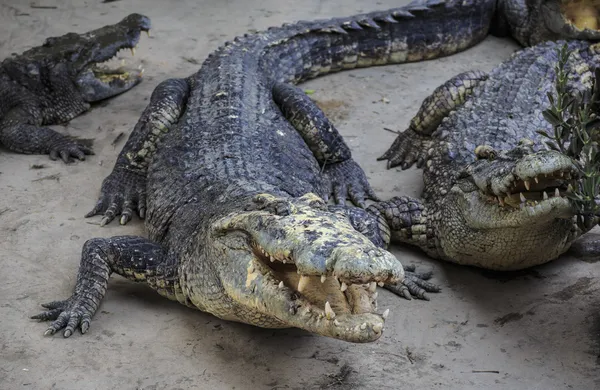 Crocodilo perigoso — Fotografia de Stock