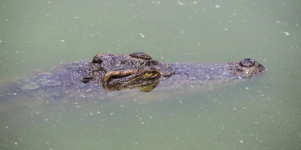 Crocodilo perigoso — Fotografia de Stock