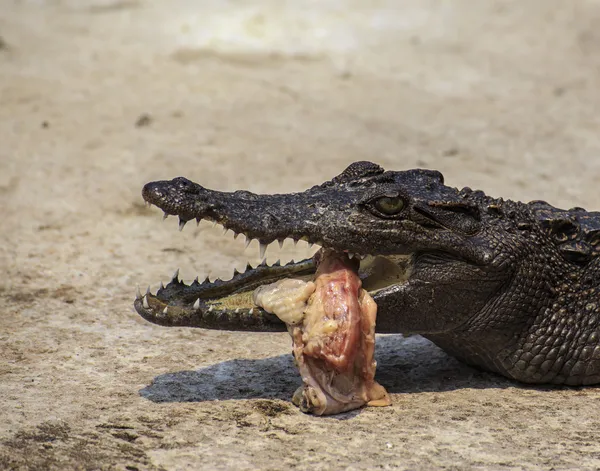 Krokodilen äter kött — Stockfoto