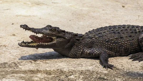 Crocodilo comer carne — Fotografia de Stock