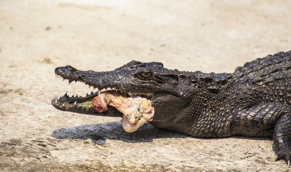 Crocodile eat meat — Stock Photo, Image