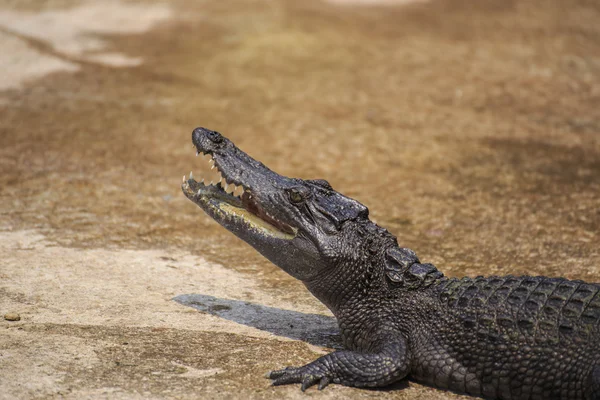 Crocodile eat meat — Stock Photo, Image
