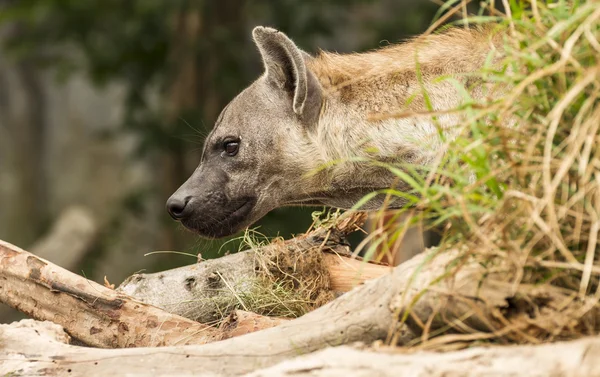 Hyena skvrnitá — Stock fotografie