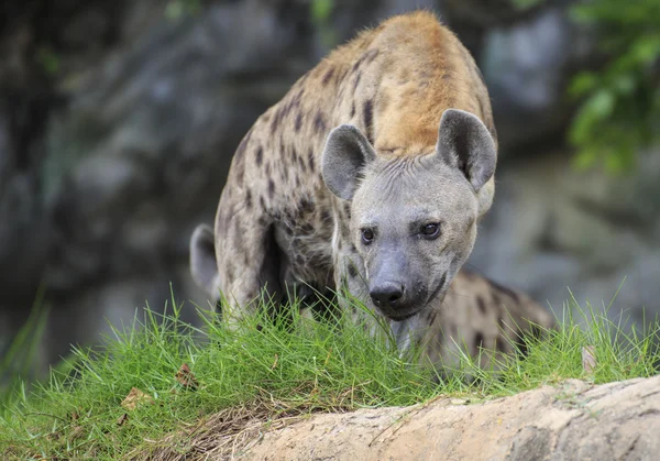 Spotted Hyena — Stock Photo, Image