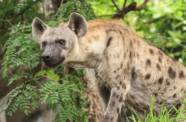 Hyena skvrnitá — Stock fotografie