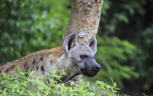 Hyena skvrnitá — Stock fotografie