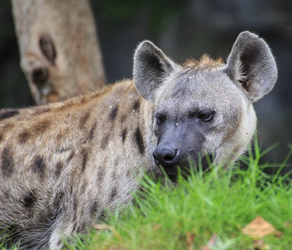 Hyena skvrnitá — Stock fotografie