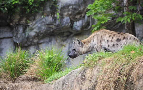 Fläckig hyena — Stockfoto