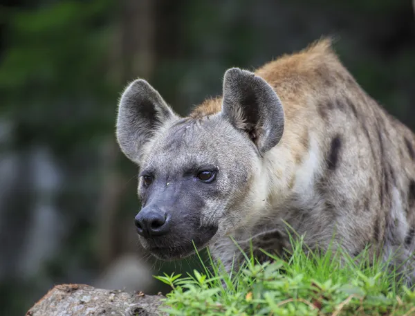 Hyena skvrnitá — Stock fotografie