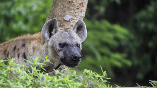 Cętkowana hiena — Zdjęcie stockowe