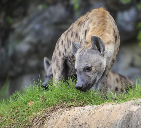 Hyena skvrnitá — Stock fotografie