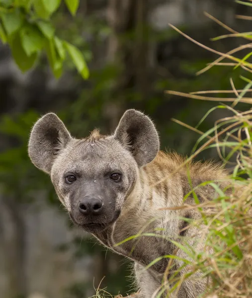 Fläckig hyena — Stockfoto