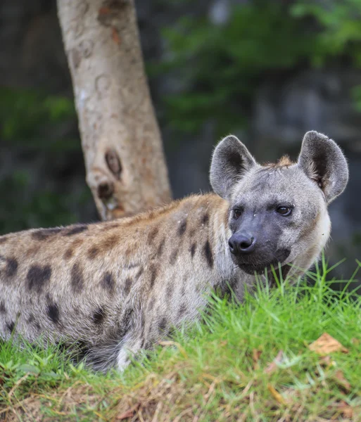 Fläckig hyena — Stockfoto