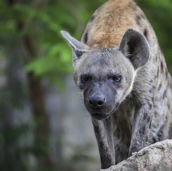 Gefleckte Hyäne — Stockfoto