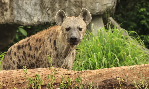 Hyena skvrnitá — Stock fotografie