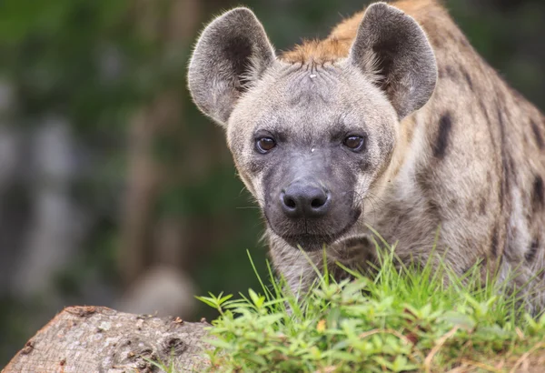 Hyena skvrnitá — Stock fotografie