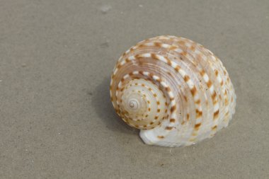 bir deniz kabuğu closeup