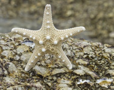 bir deniz kabuğu closeup