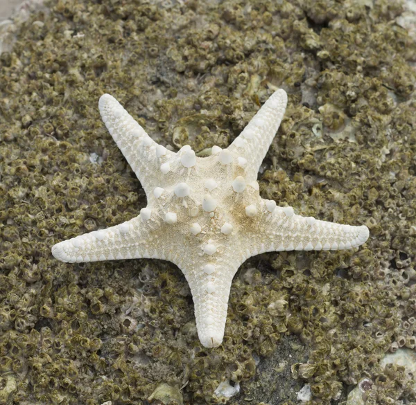 Closeup of a seashell — Stock Photo, Image