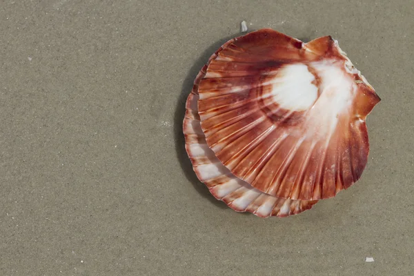 Fechar de uma concha marítima — Fotografia de Stock